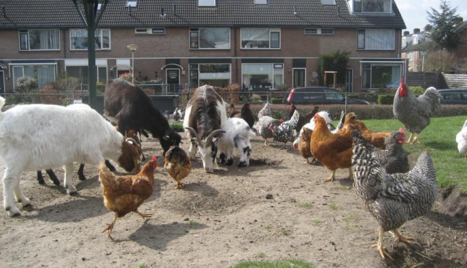 dierenweide